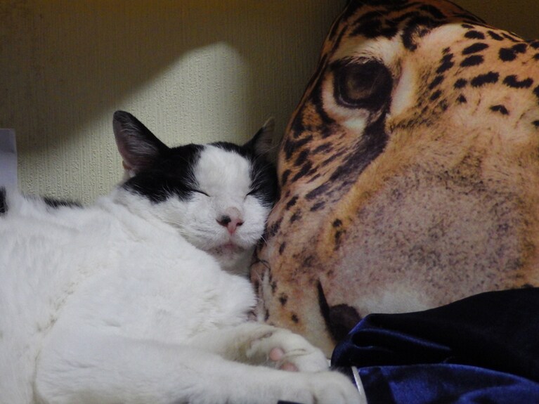 モノクロ ♂ 10歳。ヒョウのクッションカバーに寄りかかって寝てると、顔の大きさギャップが面白かったので。