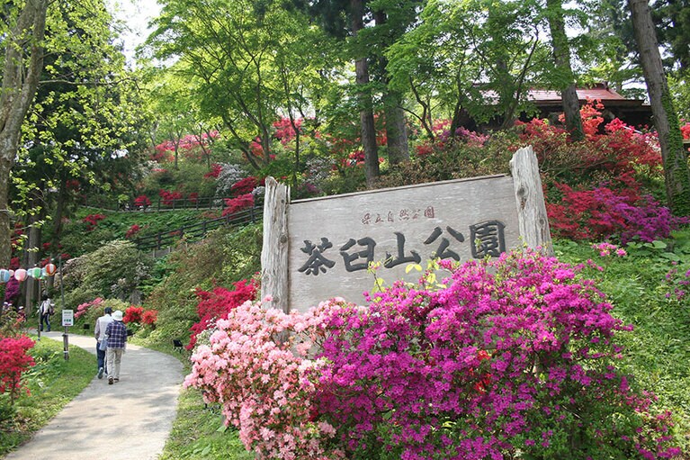 茶臼山公園のつつじ。