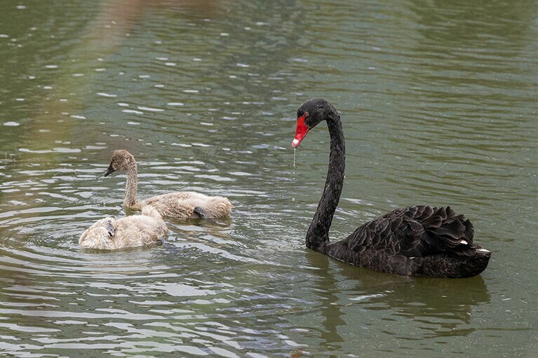 キングスパーク。