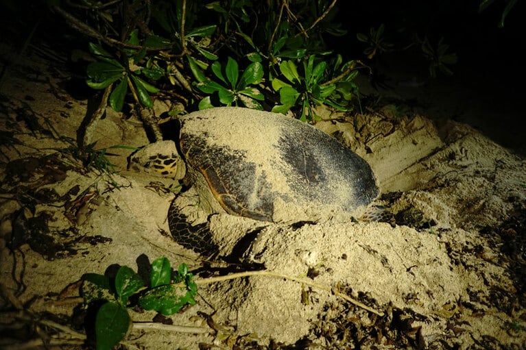 1978年から継続している海ガメの産卵調査。今年も44頭が産卵のために上陸。©︎黒島研究所