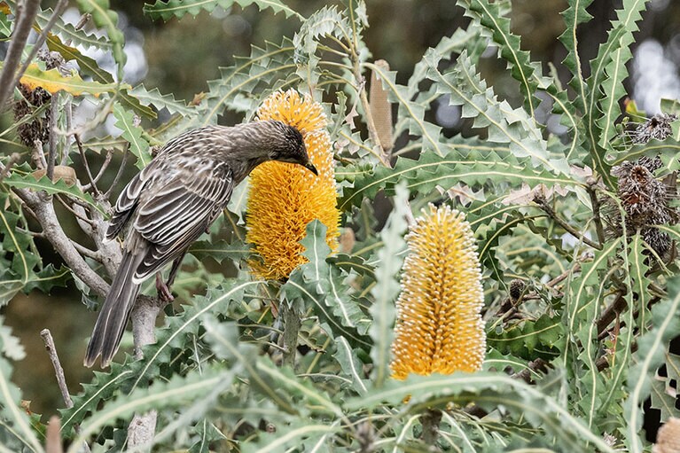 キングスパーク。