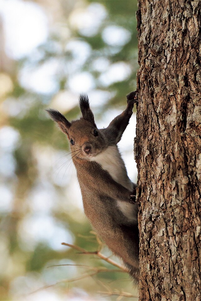森に現れたエゾリス。