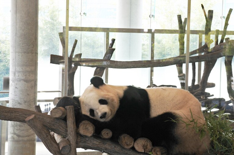 「パンダラブ」エリアの双子姉妹のとうひん。