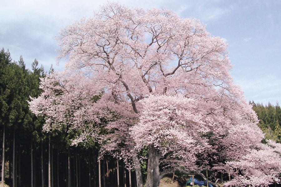 東城三本桜のひとつ、森湯谷のエドヒガン／広島県