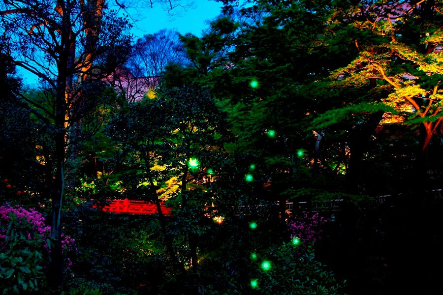「ホテル椿山荘東京」の初夏の名物である庭園の蛍。