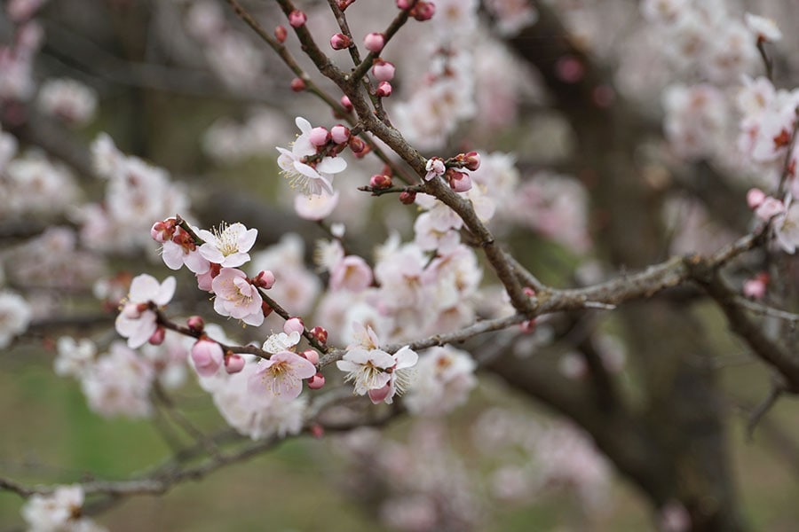 【茨城県】偕楽園の梅。