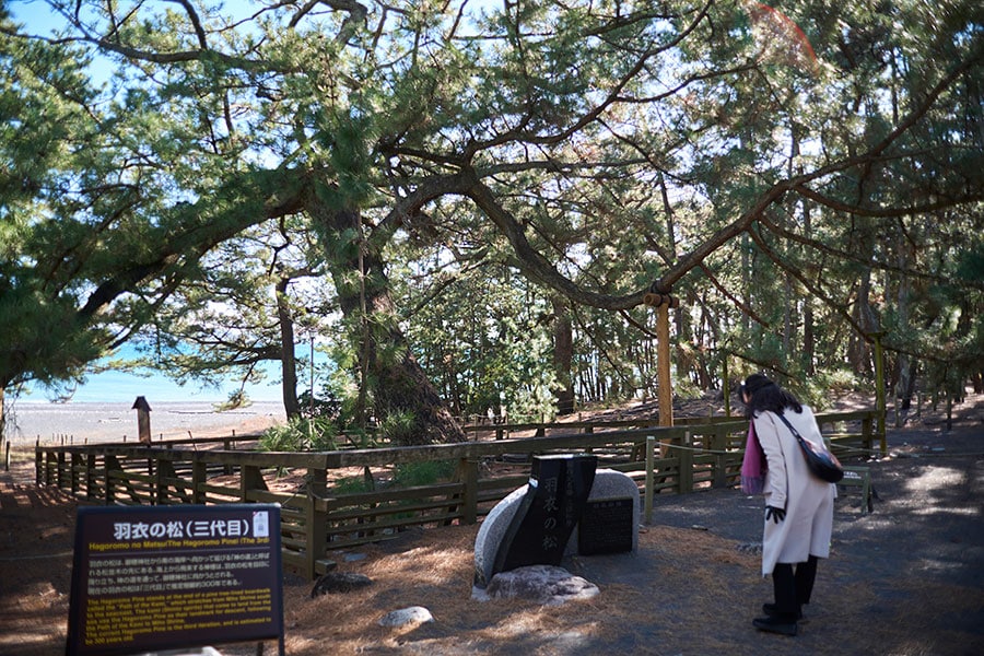 御穂神社のご神体である「羽衣の松」。