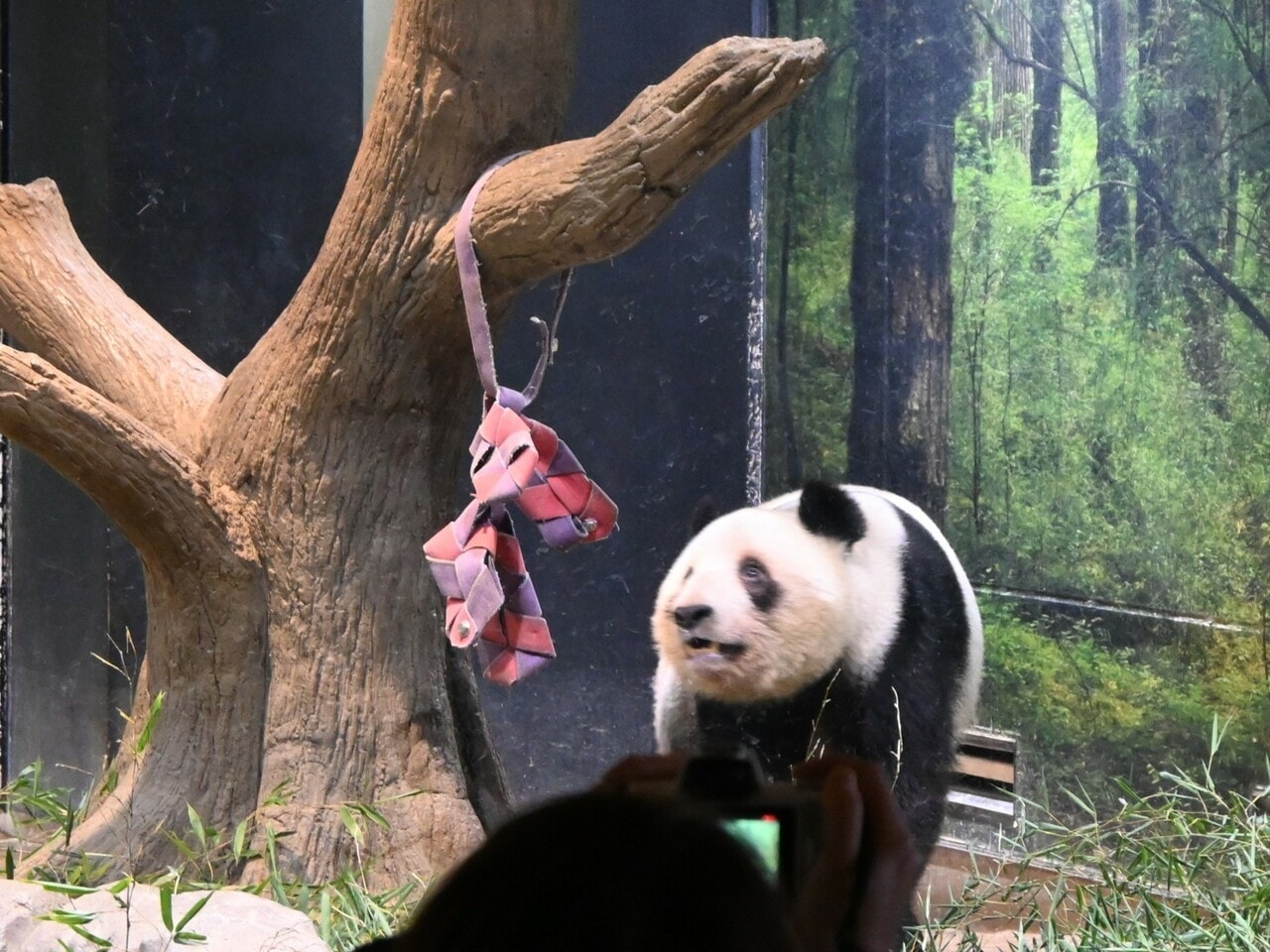 ニンジンが入っていたフィーダーとレイレイ。（2026年1月20日、筆者撮影）