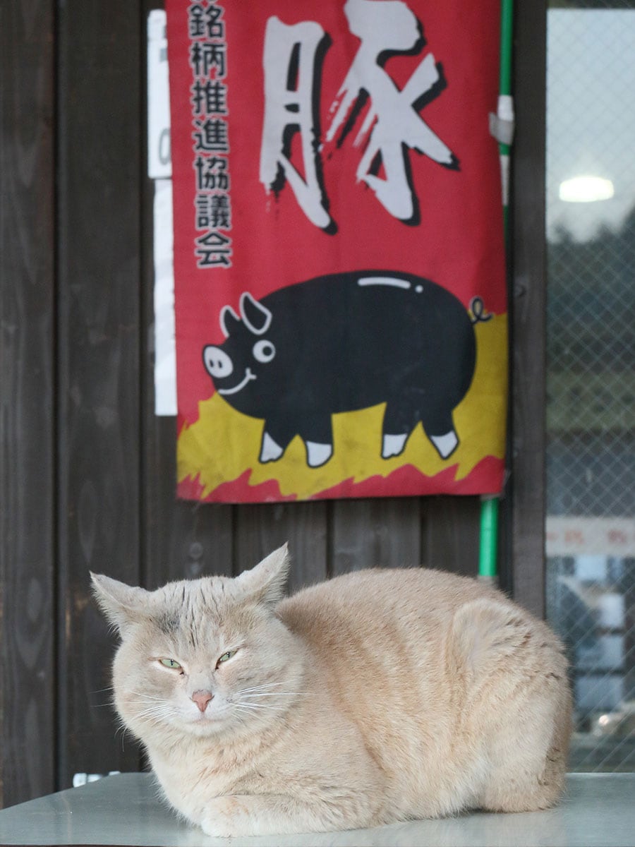 「ついつい食べ物が美味くて食べ過ぎてしまうのニャ……。 ニャ!? いま『まるまるして、ノボリの豚さんにそっくりでかわいい♪』って言ったヤツ！ こっちに来るのニャ！」