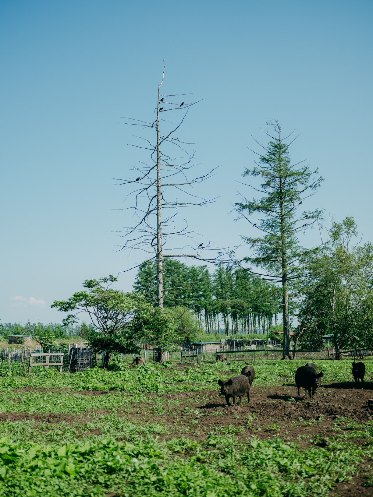 北海道十勝「雪あかり」の放牧黒豚たち。2024年6月28日