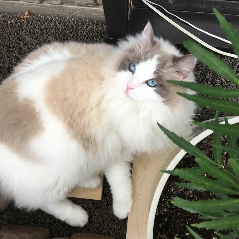 マリン ♀ 8歳。「ベランダで寛ぐのが好きなツンデレのマリンちゃん シルキーでふわふわの被毛と綺麗なハチワレ、澄んだマリンブルーの眼が魅力です」（飼い主さんより）。