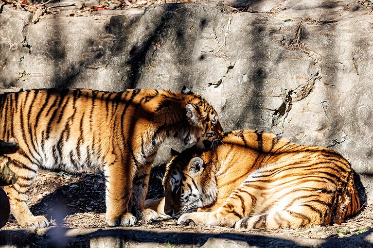 イチに近づいて甘えるフタバ。