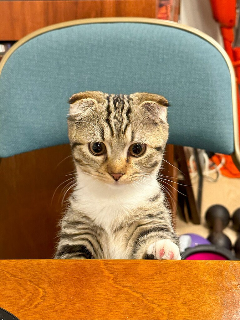 モンク メス 9カ月。短足折れ耳のマンチカンで、お腹がすくとスックと立ち上がり、ごはんくれアピールをします。この写真は、椅子の上に立っていて、「えっへん、動物会議をはじめます！」って言ってるみたいな顔していて面白かったので撮りました（RAZZOさん）。