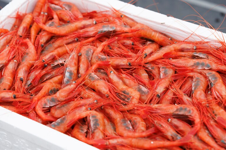 三国港沖合で獲れる甘えびは、生で食べると甘くて濃厚な味わいがたまらない。