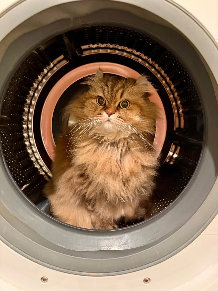 ぼたん ♂ 5歳。「しばらく姿が見えなくて探し回ったら洗濯機の中にいました。やんちゃで、ときどきいろんな場所に隠れるブームがきます」（飼い主さんより）。