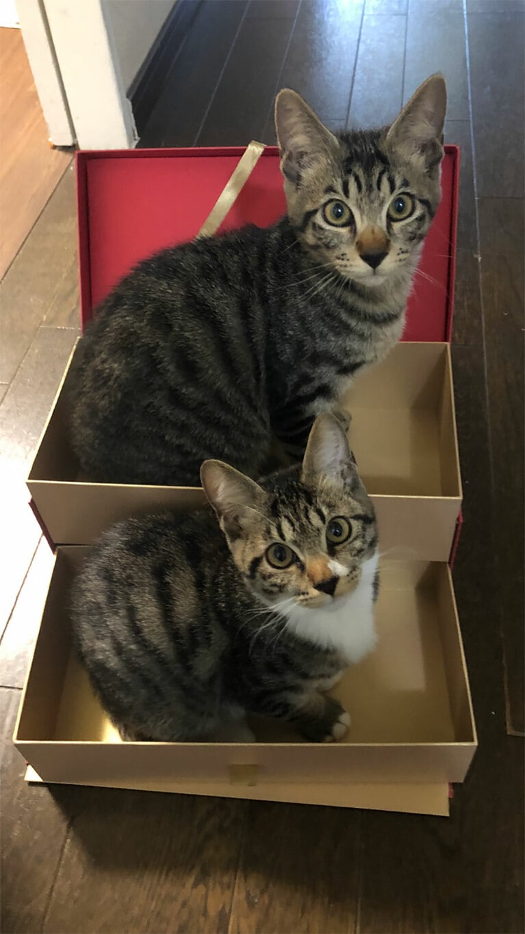 モモとブラン メスとオス 3カ月(現在は1歳)。男の子と女の子の仲のいい兄弟です（アッキーさん）。