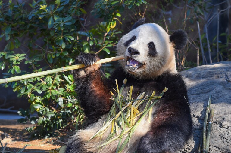 3歳のシャオシャオ。2025年2月25日。（公益財団法人東京動物園協会提供）
