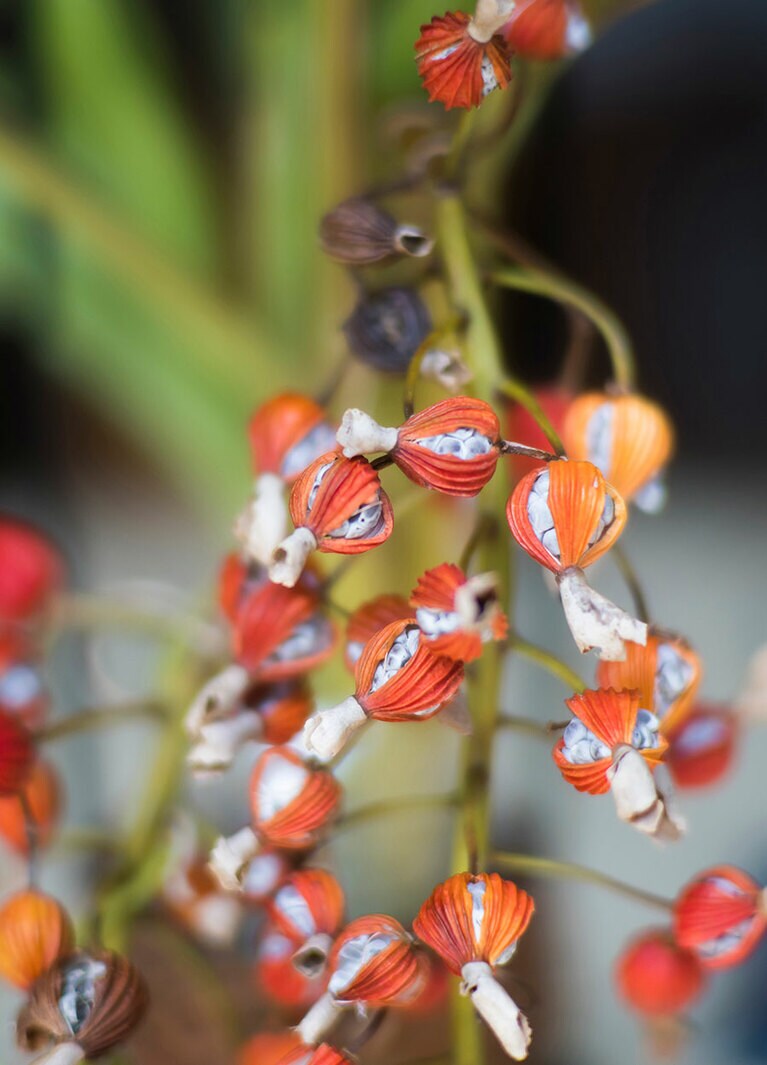 秋になると赤い実がなる月桃。