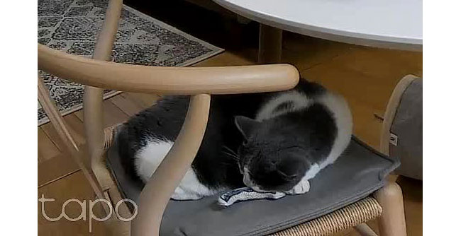 大好きなおもちゃと一緒にリラックス。