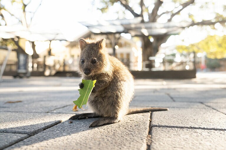 少し幼いクオッカ。