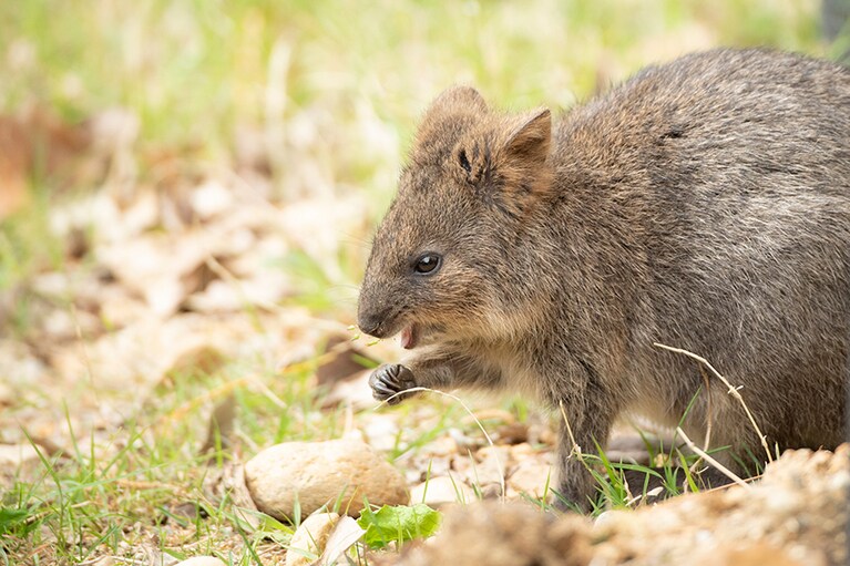 ワイルドな一面も持つクオッカ。