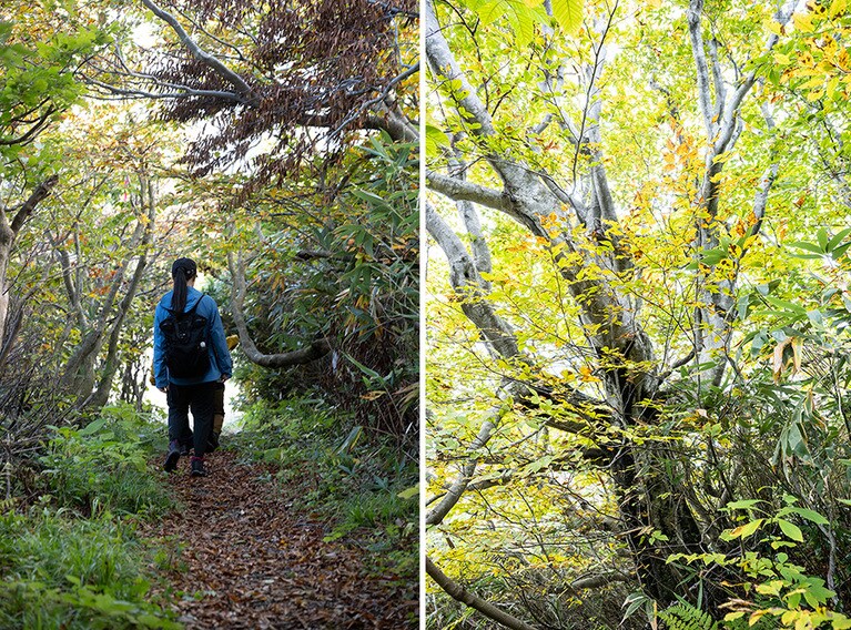 ロッジのすぐ脇に登山口があり、ブナやスギなどの木々のトンネルを歩きます。