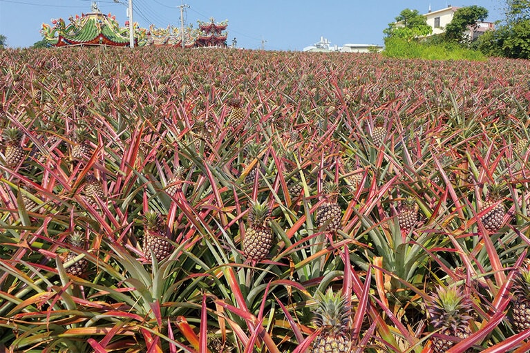 広大なパイナップル畑。通常、植えてから約一年半で収獲できます。