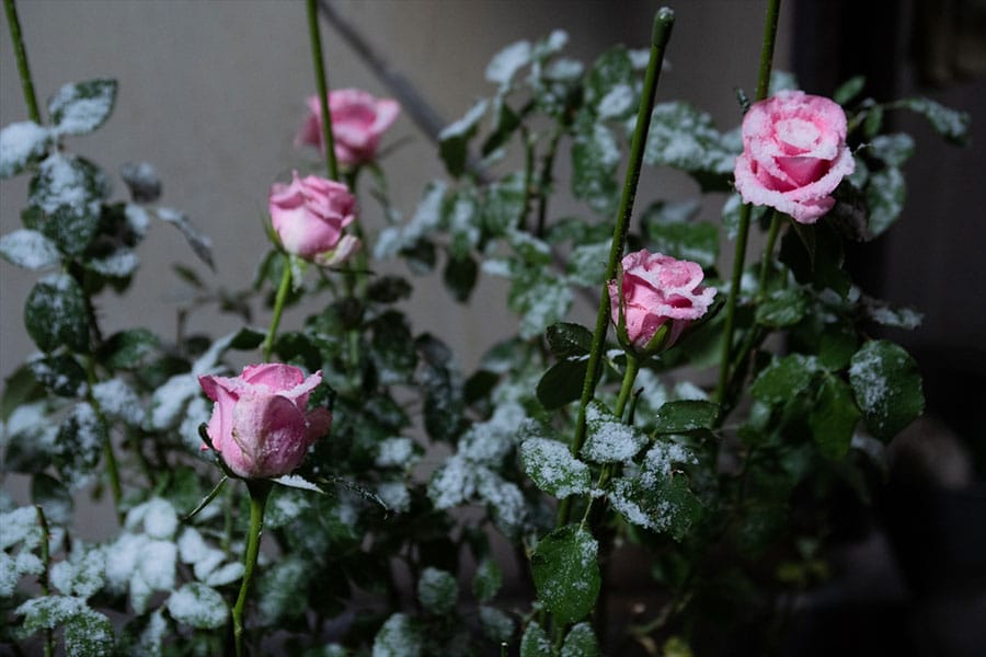 伊藤健太郎の 復帰作 冬薔薇 公開 しんどいけど 最高に楽しかった オファー時から撮影期間に至るまで 写真 1枚目