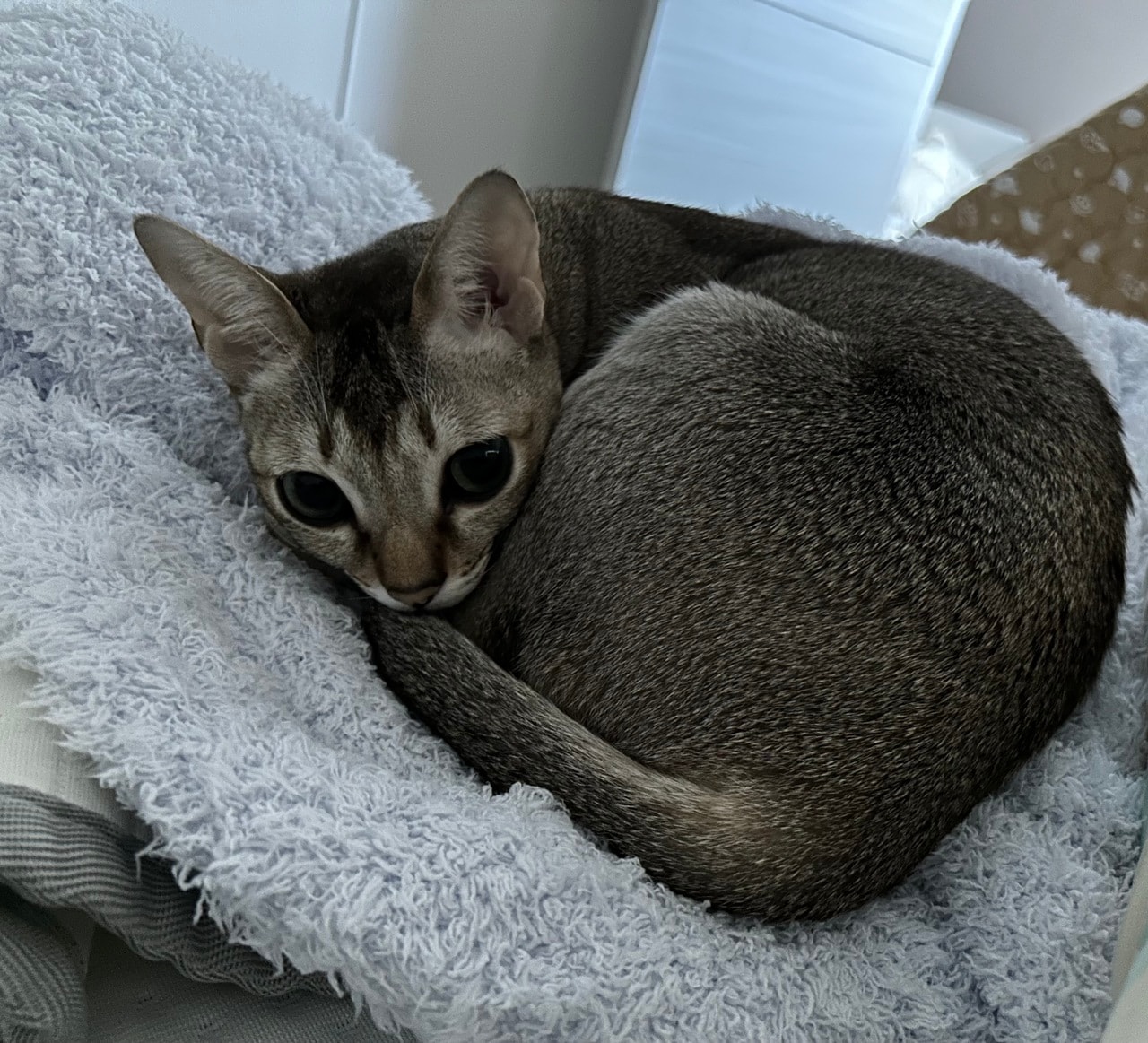 イトちゃん。