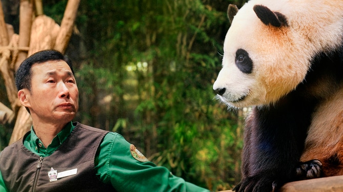 韓国で初めて生まれたパンダ、フーバオの“最後の3カ月間”に密着 『私の