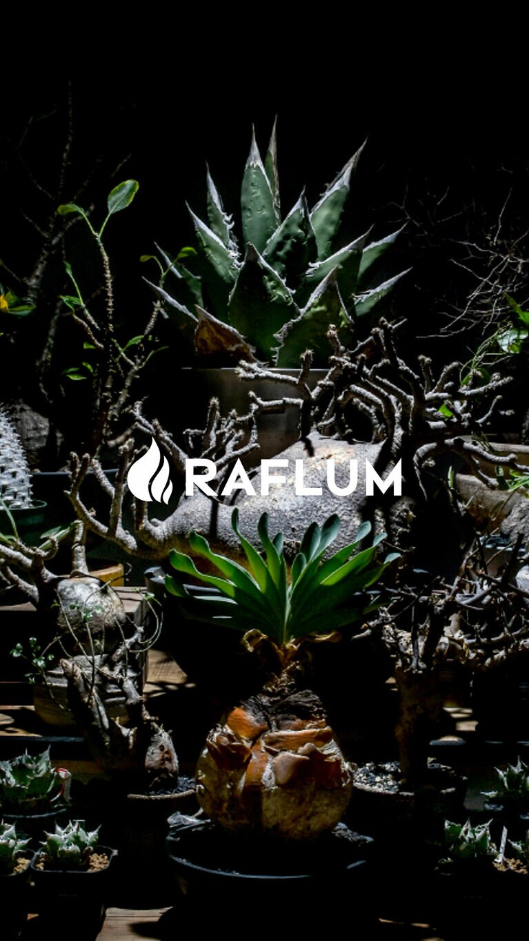 東京・原宿に本店を構える、訪問予約制のプランツショップ「RAFLUM」。