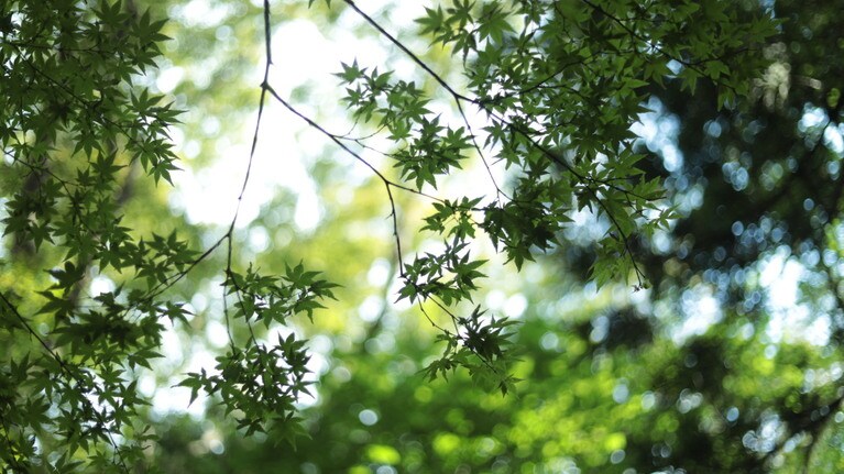 「私たちの新潟旅行」　大原えみ 「夏の光」 透き通るような光と揺らめく葉。