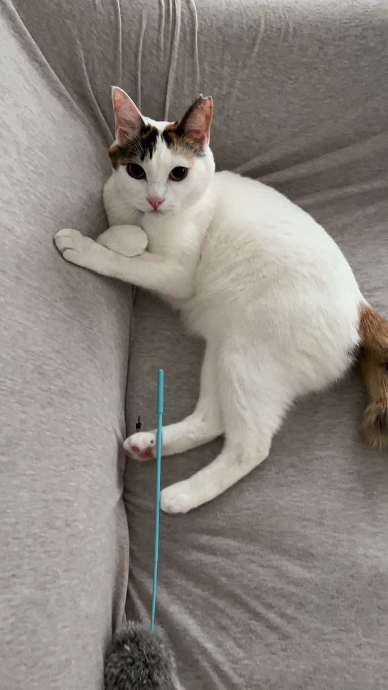 まる子 ♀ 2歳。写真：大好きなおもちゃで遊んでる時におもちゃを取ろうとしたらダメ！ とばつポーズをつくりました。（かほーさん）