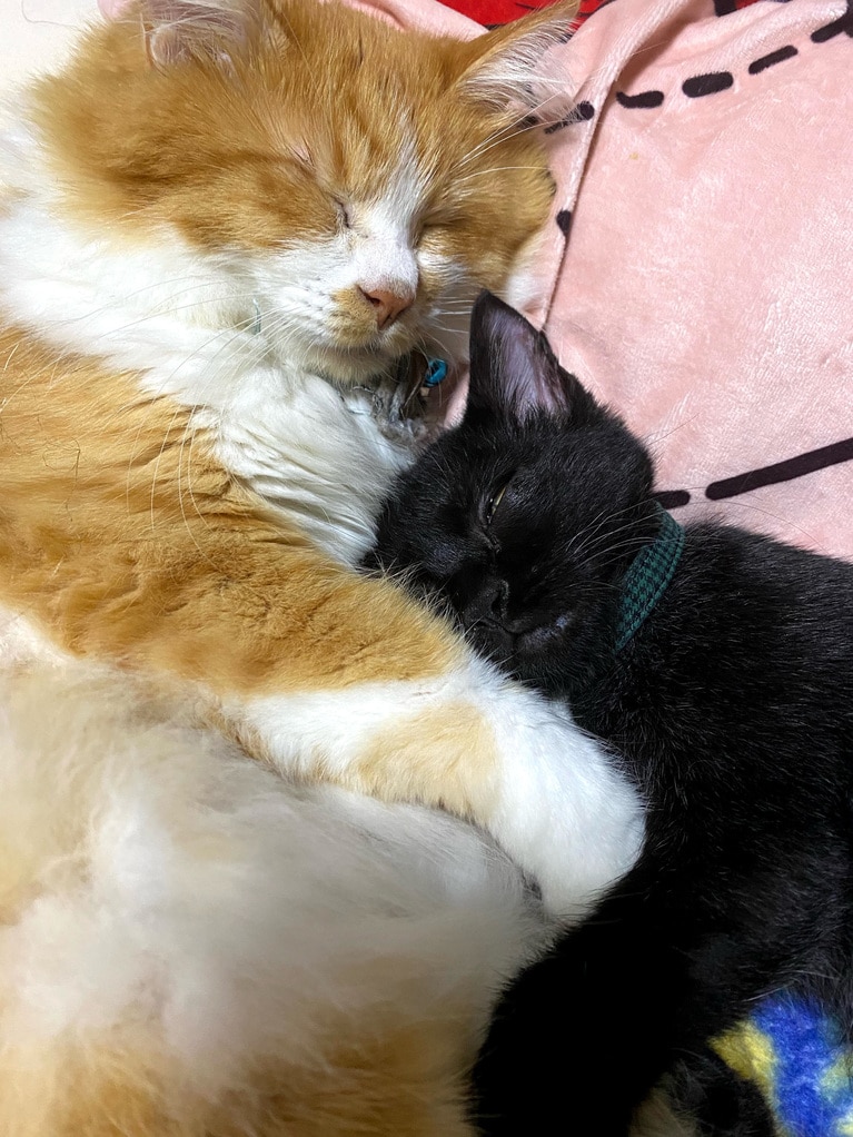 左：レイチェル ♂ 7歳、右：あばちゃん ♂ 4歳。「黒猫あばちゃんは基本1人で寝るタイプですが、気づいたらくっついて抱きしめられるように寝てました（笑）」（飼い主さんより）。