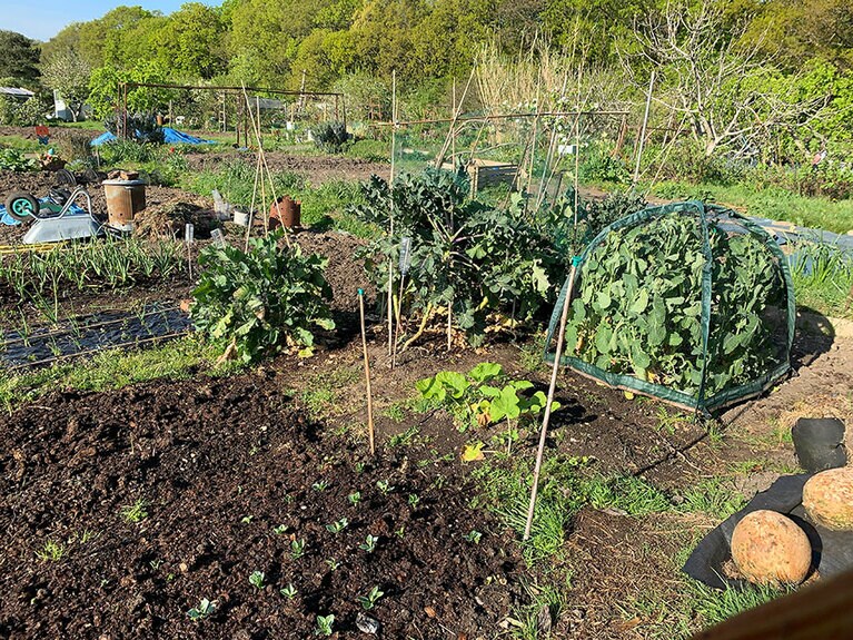 菜園はひと区画10m×25m。ちょうどスイミングプールくらいの大きさ。©Kazuyo Yasuda