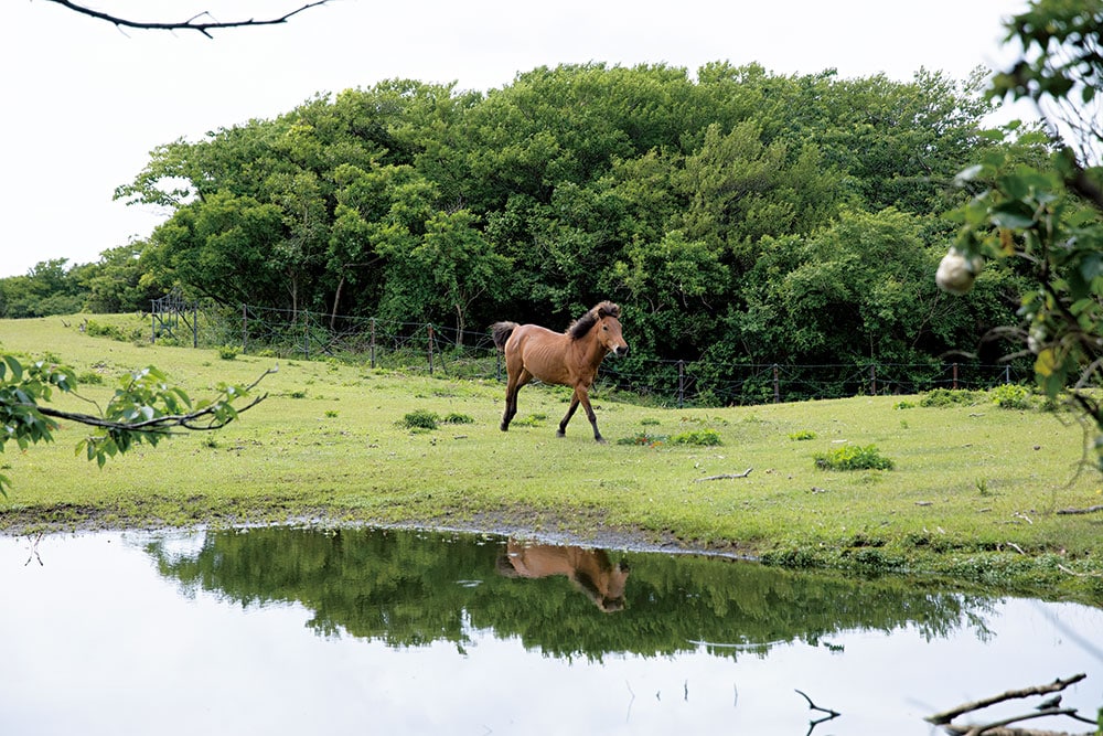 広々としたブルーヘイズ農場(電話番号 090-3043-7817)は馬もご機嫌。足先が黒いのが特徴。