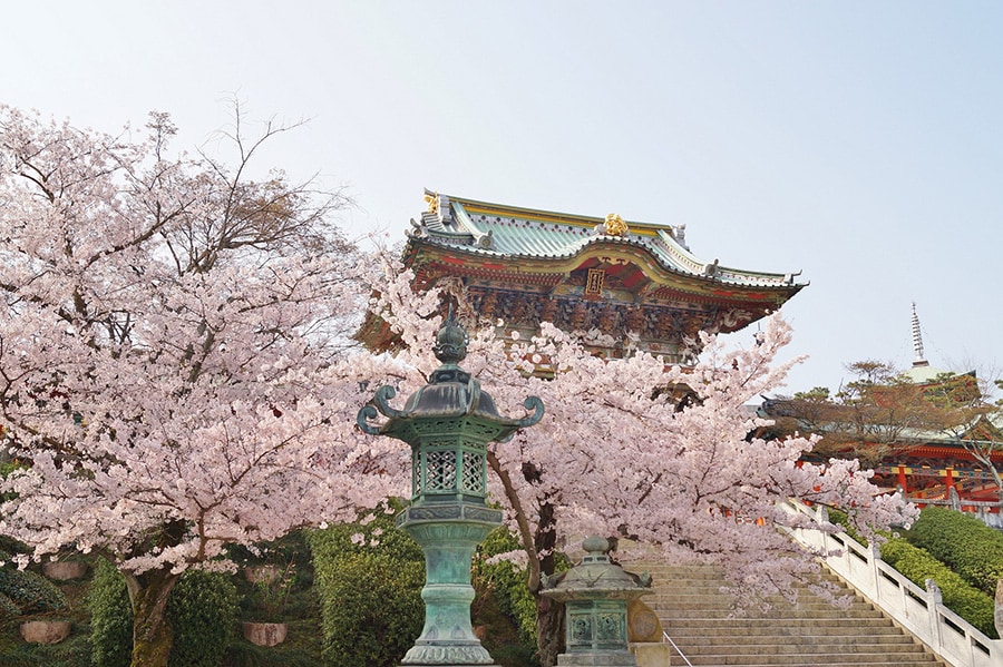 耕三寺の桜。