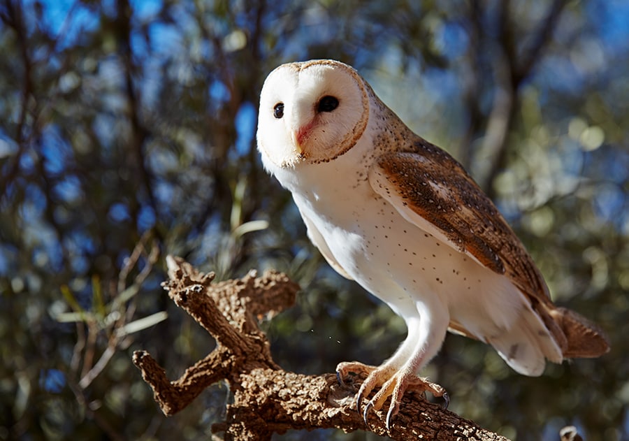 「アリススプリングス・デザート・パーク」では野鳥をはじめ、オーストラリア固有種の動物やワイルドフラワーなどを観察できます。Photo：Tourism NT／Shanaa McNaught