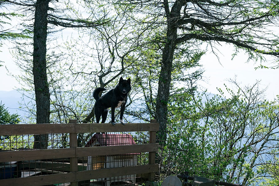 山荘に住む犬も元気よく歓迎のお出迎え。