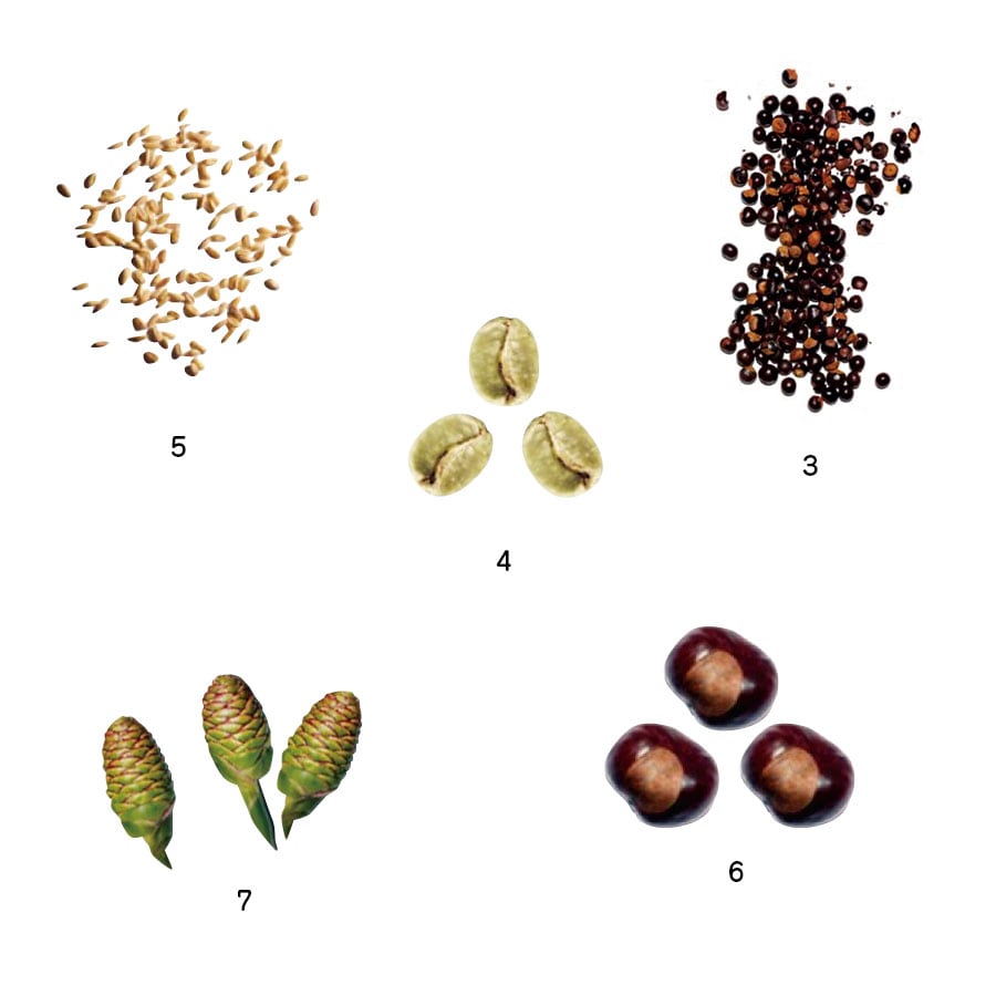 セラムに配合されている植物由来成分の元の植物。
3. 脂肪の排出を促すガラナ。
4. グリーンコーヒー。
5. ハリを与えてくれるカラスムギ。
6. むくみ解消効果のあるマロニエ。
7. ワイルドジンジャー。