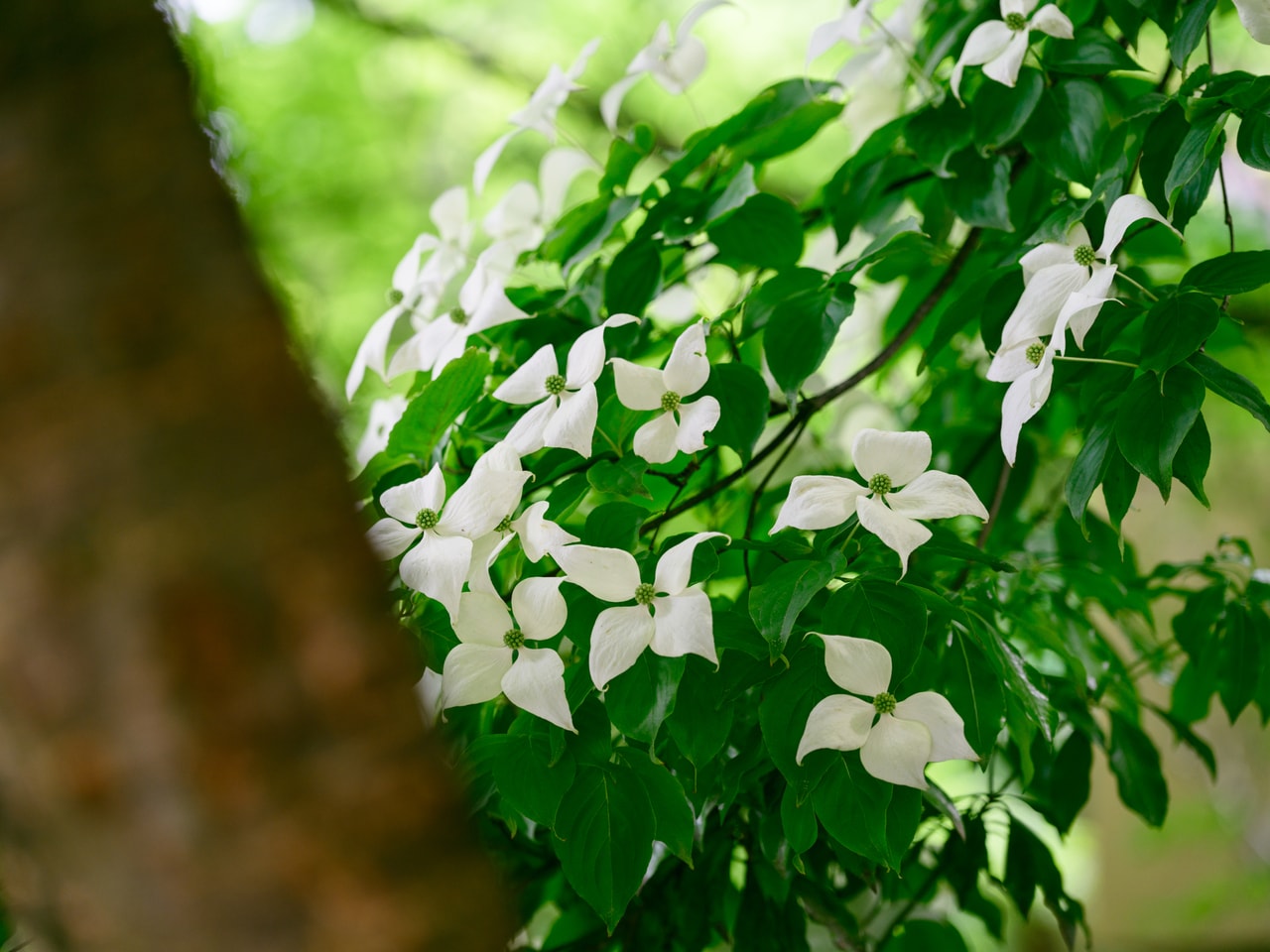 初夏に見られるヤマボウシの花(白い部分はガク)。