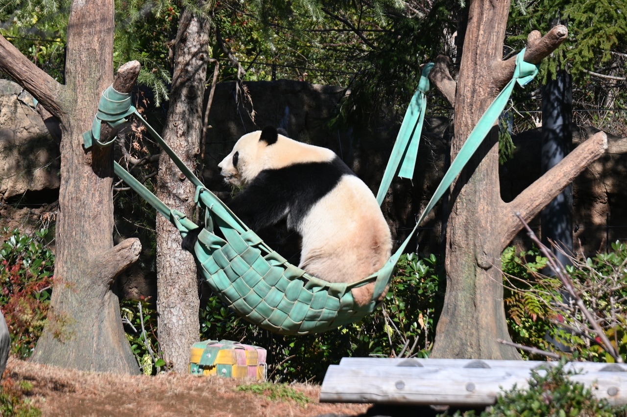 生まれ育った上野動物園で、屋外放飼場での最後の日を過ごすシャオシャオ。翌日から、渡航に向けた隔離検疫が始まった。（2025年12月26日、筆者撮影）