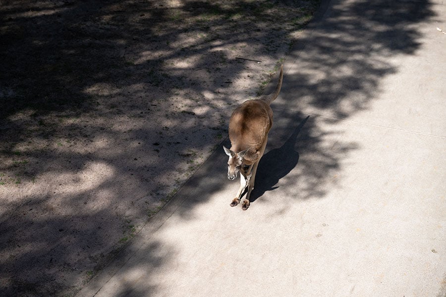 道を歩くカンガルー。