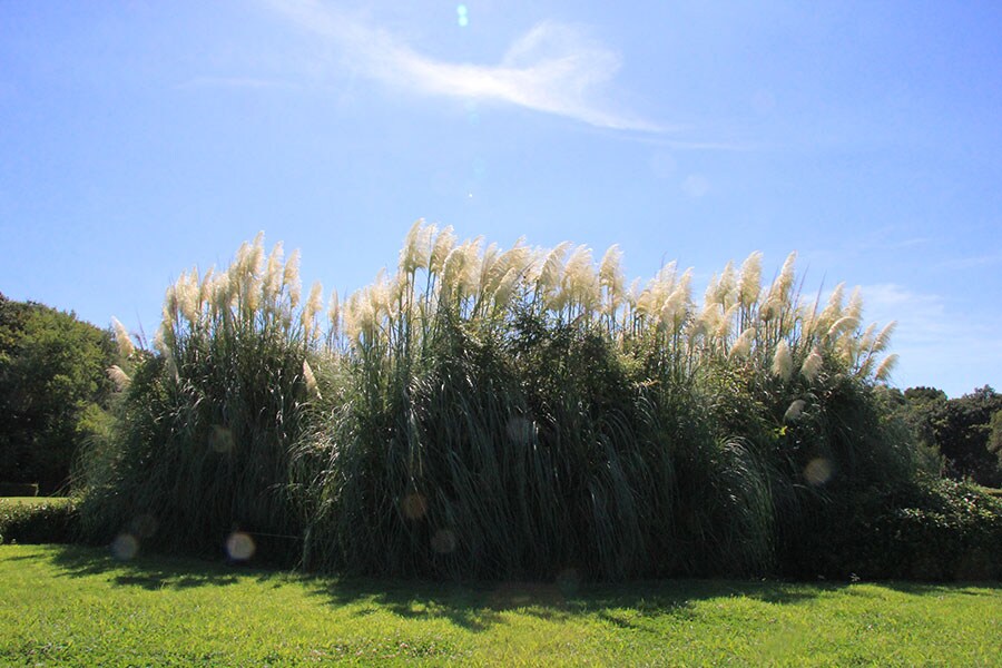 神代植物公園のパンパスグラス。写真提供／神代植物公園