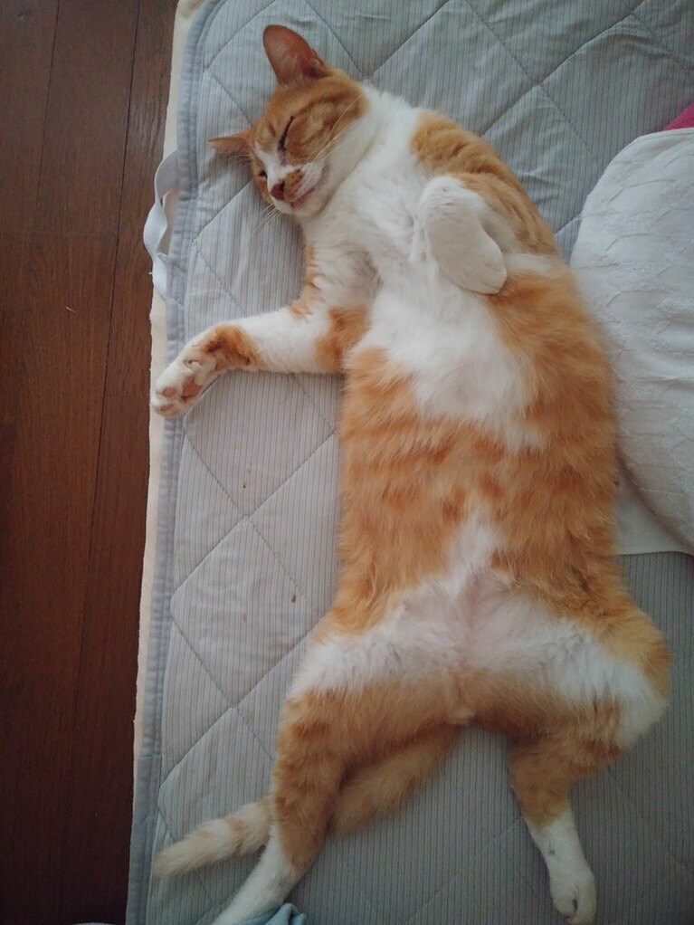 ブラウン ♂ 10歳。気持ちよさそう。