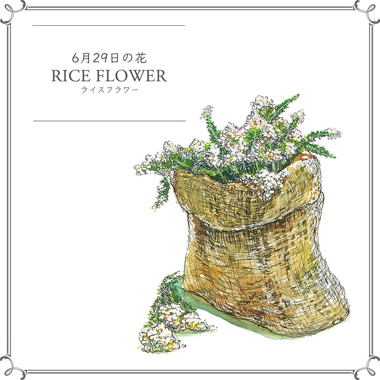 【6月29日の花】ライスフラワー
