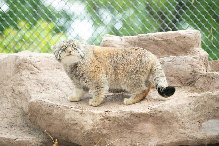 埼玉県こども動物自然公園のマヌルネコ。