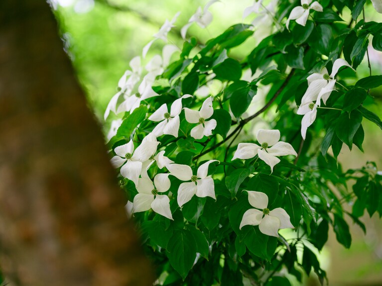 初夏に見られるヤマボウシの花（白い部分はガク）。