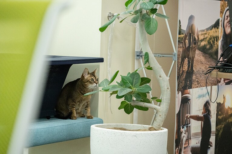 オフィスの片隅に身を落ち着けたマロンさん。