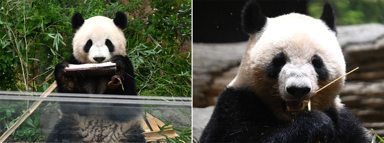 シャオシャオ（左）とレイレイ（2024年5月8日、6月20日、筆者撮影）